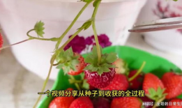 草莓视频,带你领略短视频的魅力与创意